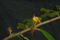 wild cocoa